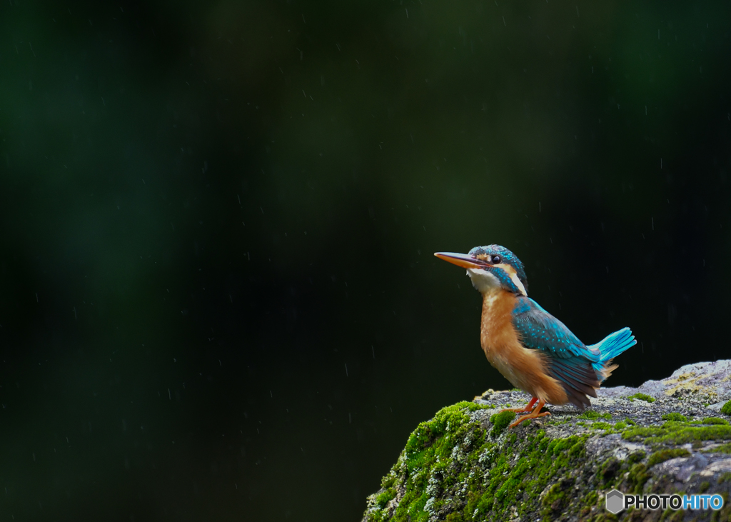 雨の日のカワセミ