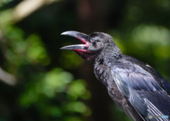 ハシブトガラス幼鳥