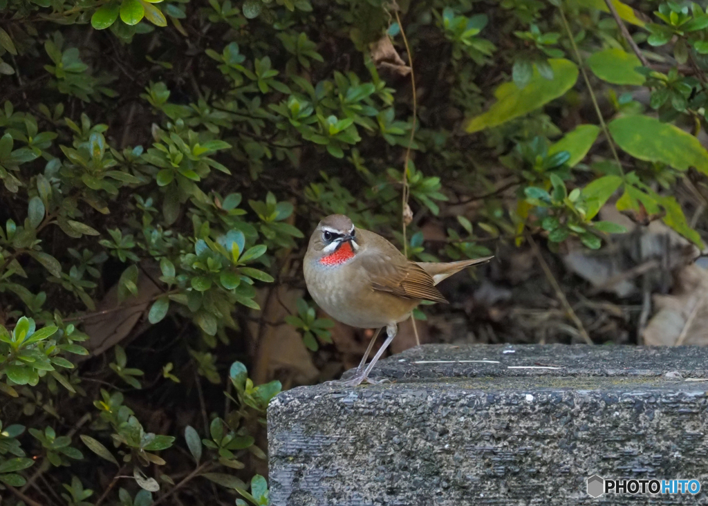 赤いノド3（ノゴマ）