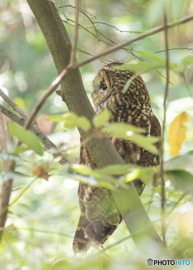 フクロウ親