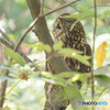 フクロウ親