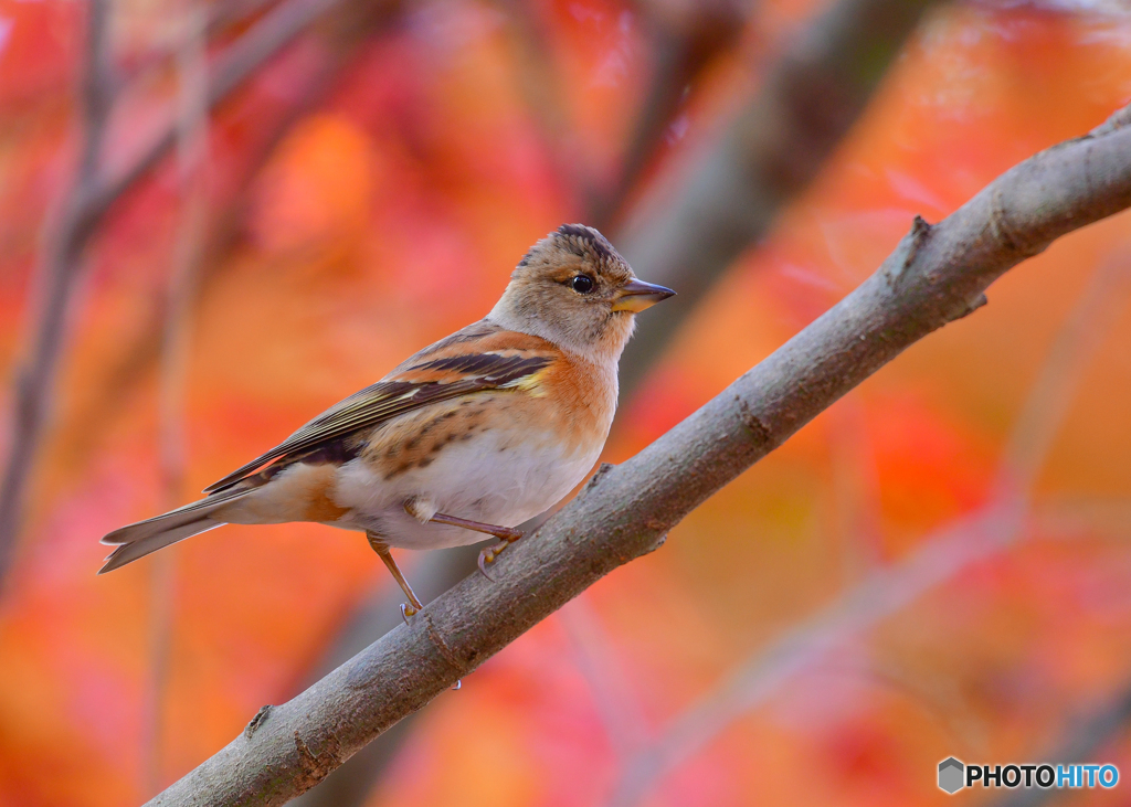 紅葉とアトリ