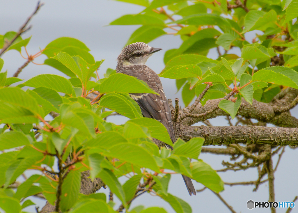 サンショウクイ幼鳥-1