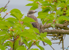 サンショウクイ幼鳥-1