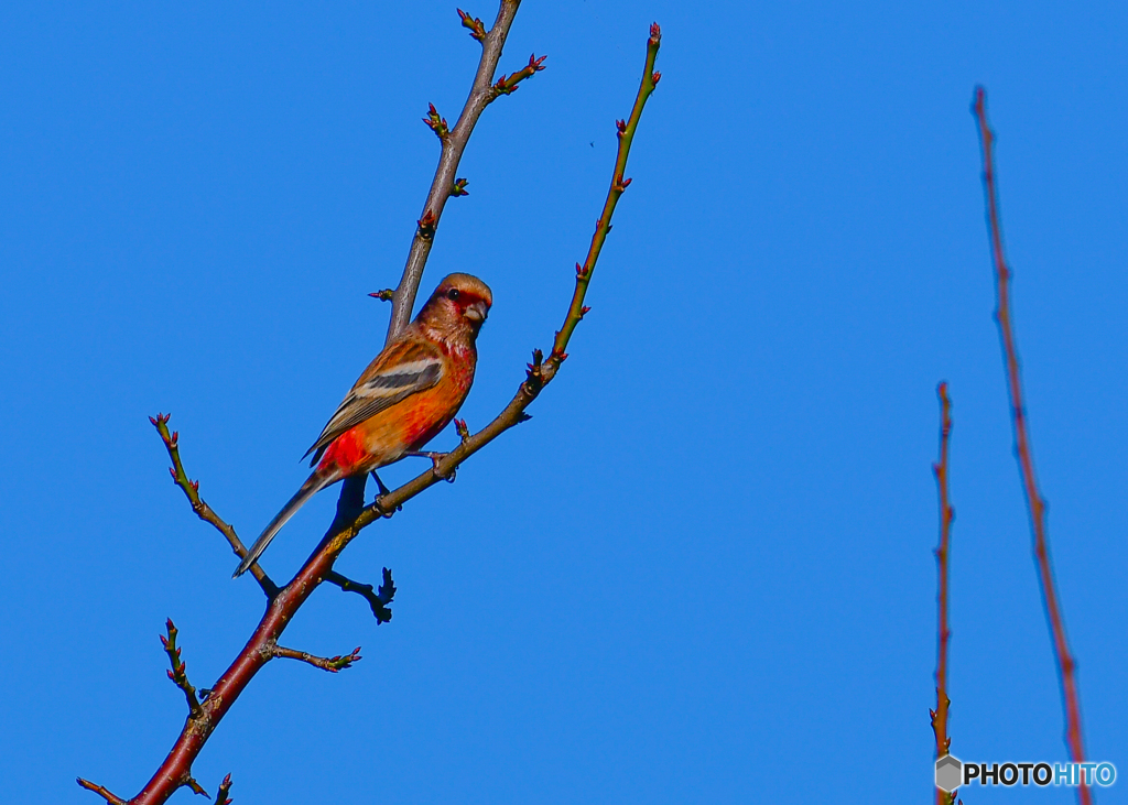 ベニマシコ（紅猿子）