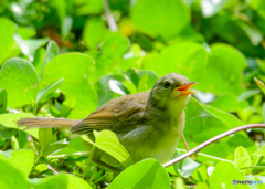 ウグイス幼鳥-1