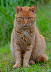 公園のさくらねこ