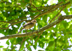 MOZU（幼鳥）