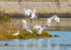 クロツラヘラサギ