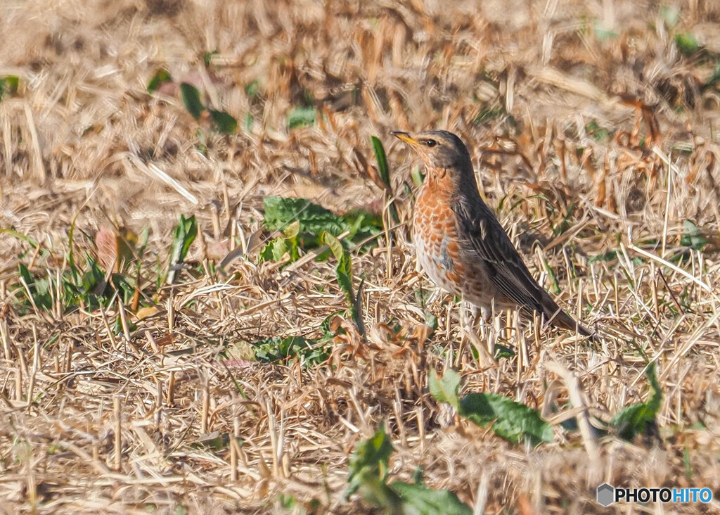 ハチジョウツグミ
