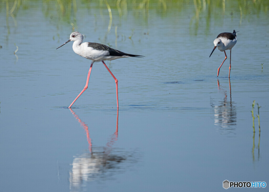 Long Legs