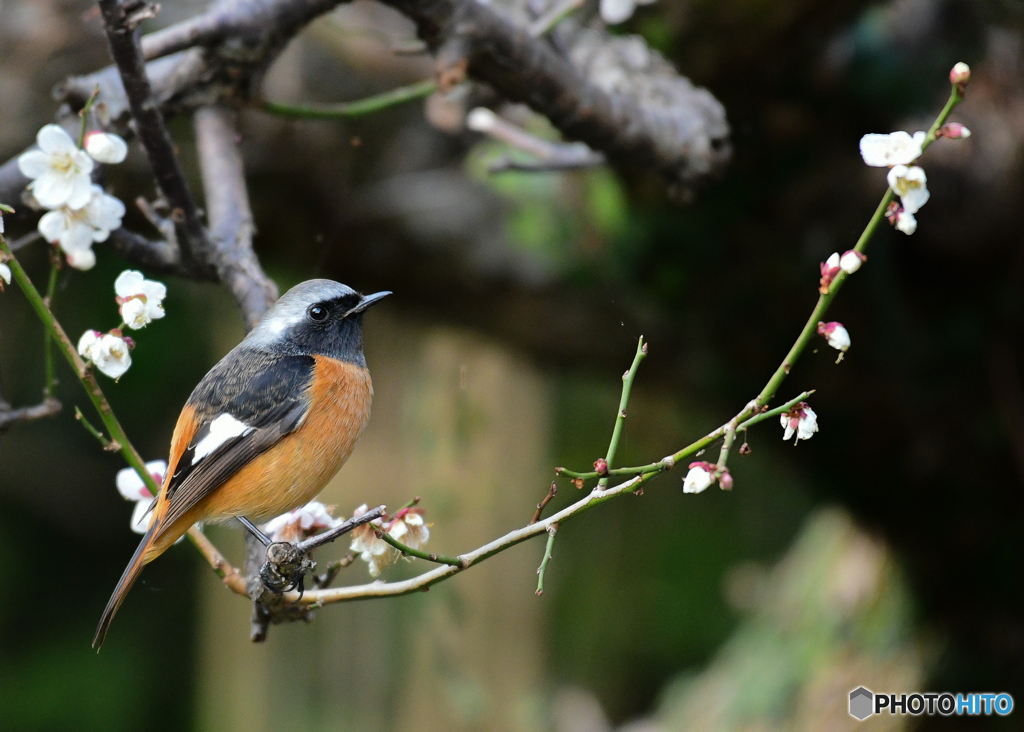 梅は咲いたか♪