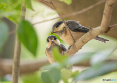 ヤマガラ幼鳥