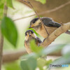 ヤマガラ幼鳥