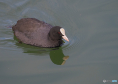 公園のオオバン