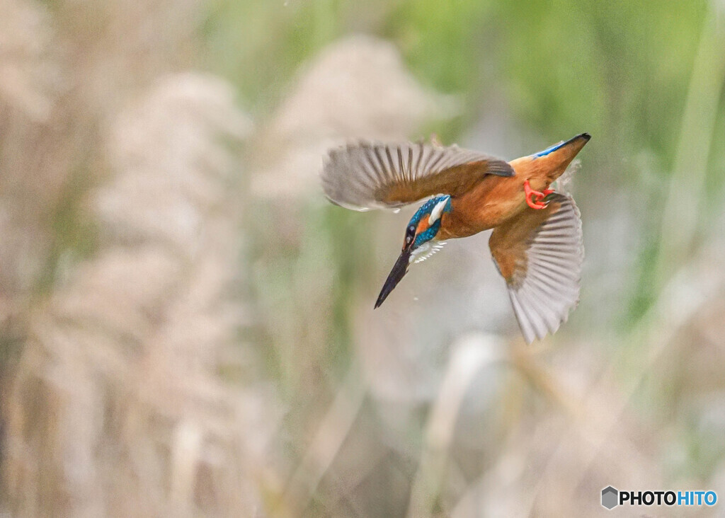 公園のカワセミ飛翔