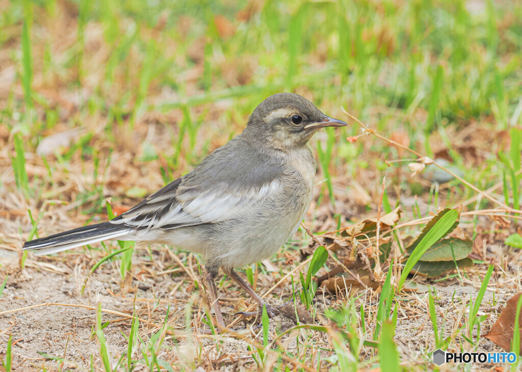 ハクセキレイ幼鳥