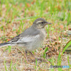 ハクセキレイ幼鳥