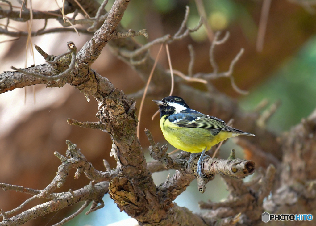 珍鳥キバラガラ3