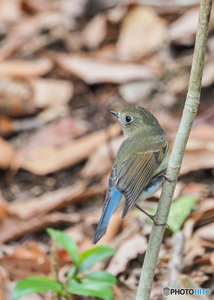 公園のルリビタキ-2