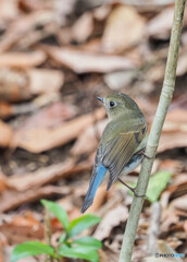 公園のルリビタキ-2