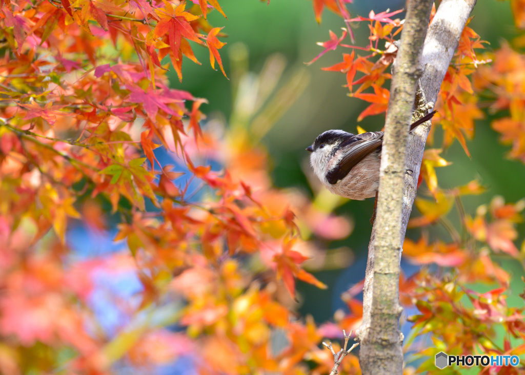 エナガと紅葉