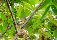 ムギマキ♀
