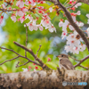 コサメと桜
