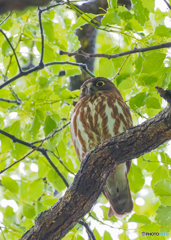 アオバズクやって来た