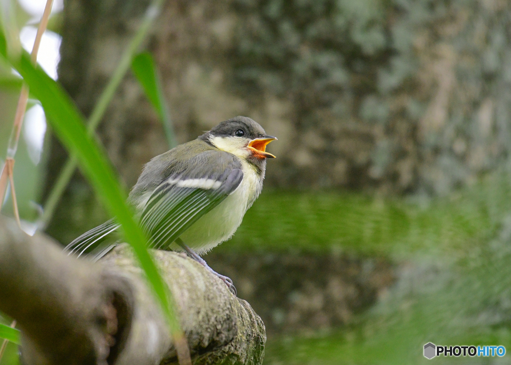 シジュウカラ幼鳥