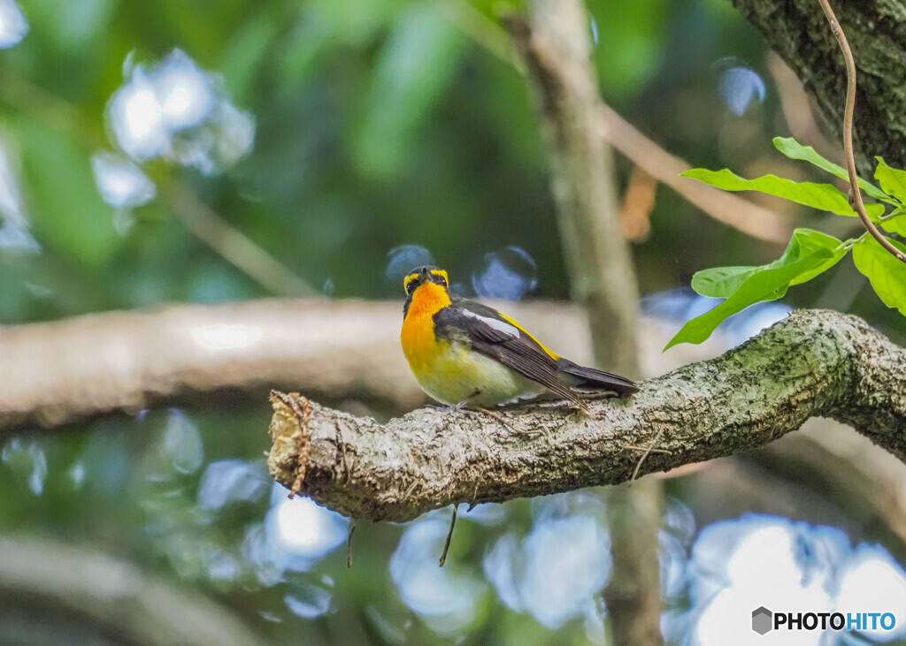キビタキの季節