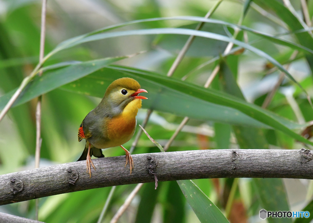 鳴き声に癒される