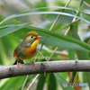 鳴き声に癒される