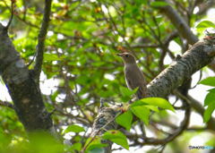 オオルリ♀