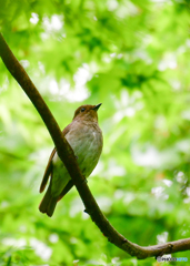 オオルリ♀