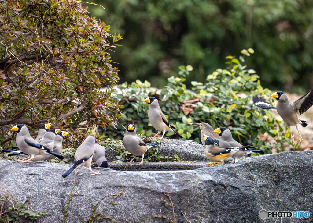 イカル・コイカル・ギンムクドリ雌