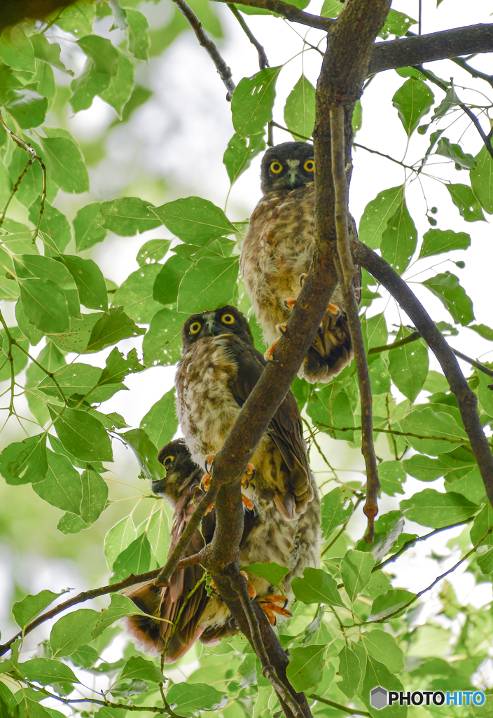 アオバズク雛３羽