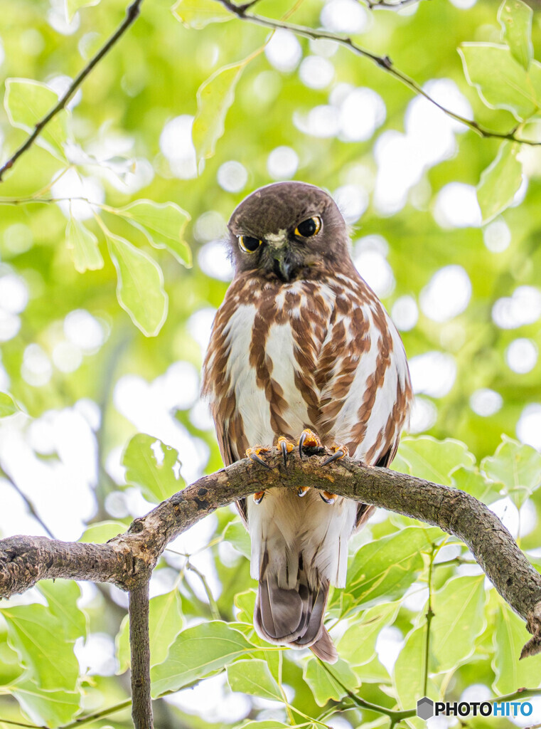 アオバズクの季節