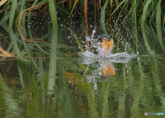 カワセミ入水