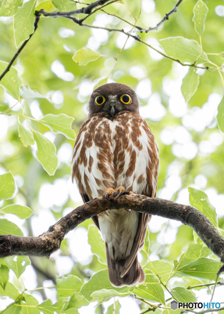 アオバズク雄