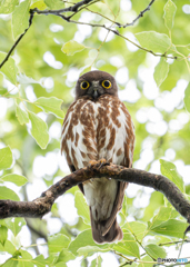 アオバズク雄