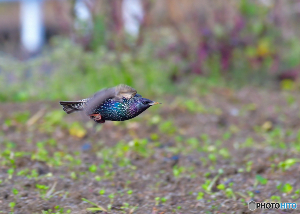 ホシムク飛ぶ