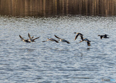 ミコアイサ飛翔