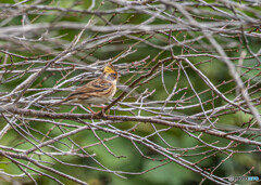 ミヤマホオジロ