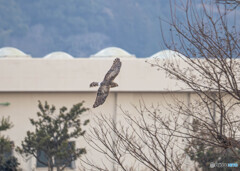 ハイイロチュウヒ雌