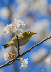 メジロと桜2