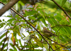 キビタキ♀