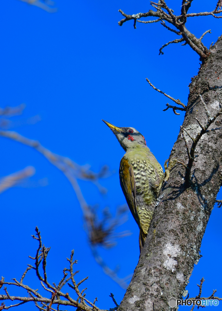 アオゲラ♀