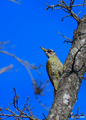 アオゲラ♀