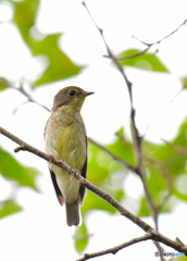 キビタキ♀